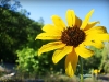 sunflower-and-ant
